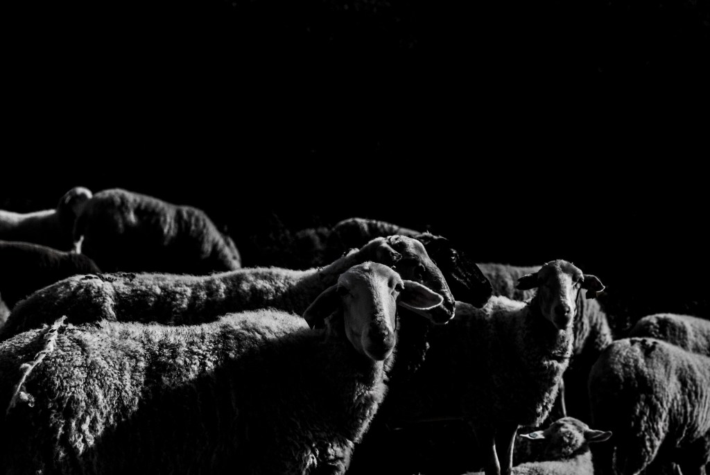 Dehesa (Work in&nbsp;progress)