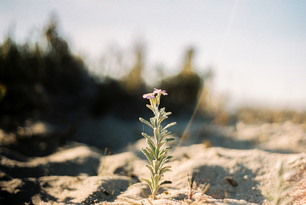 La belleza de lo&nbsp;pequeño