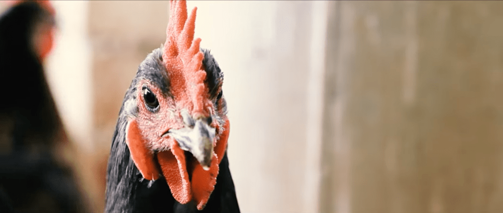Documental «Gallina Extremeña&nbsp;Azul»