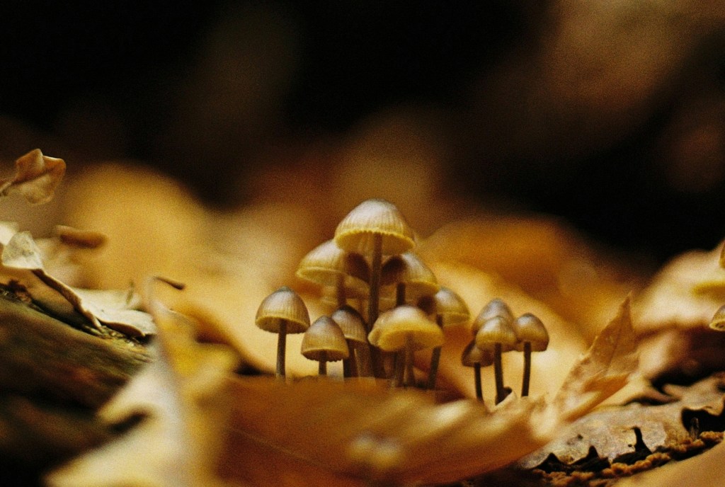 Nikon F4 · First&nbsp;shots